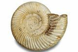 Jurassic Ammonite (Perisphinctes) - Madagascar #256243-1
